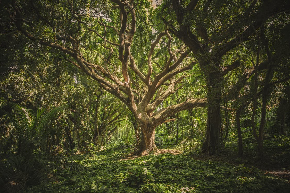 forest2